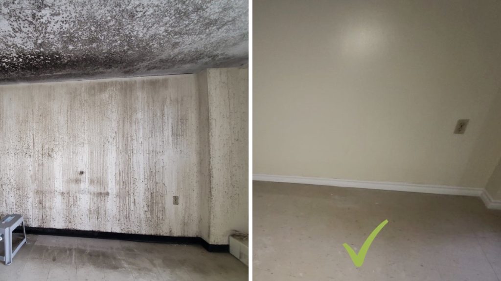 Professional Mold and Asbestos Removal Services in Ontario
